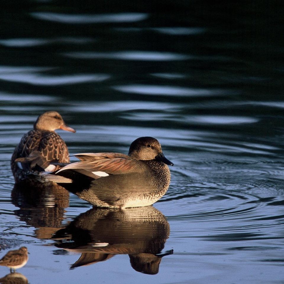 Chuckgraham gadwalls img06120121130 1865 fex5fq 0