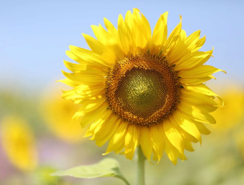 The power of flowers   5 flowers that have amazing beauty benefits