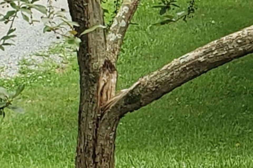 Bracing  storm damage tree 2