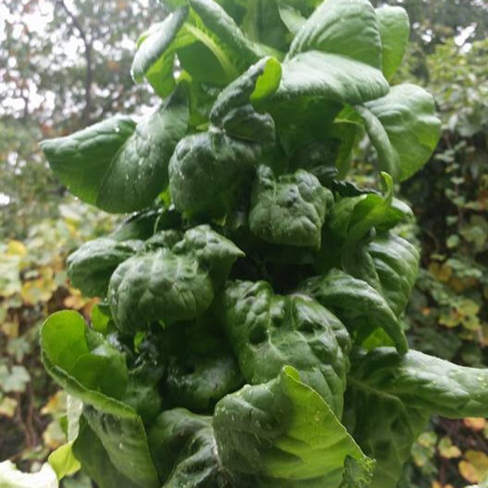 Nft lettuce