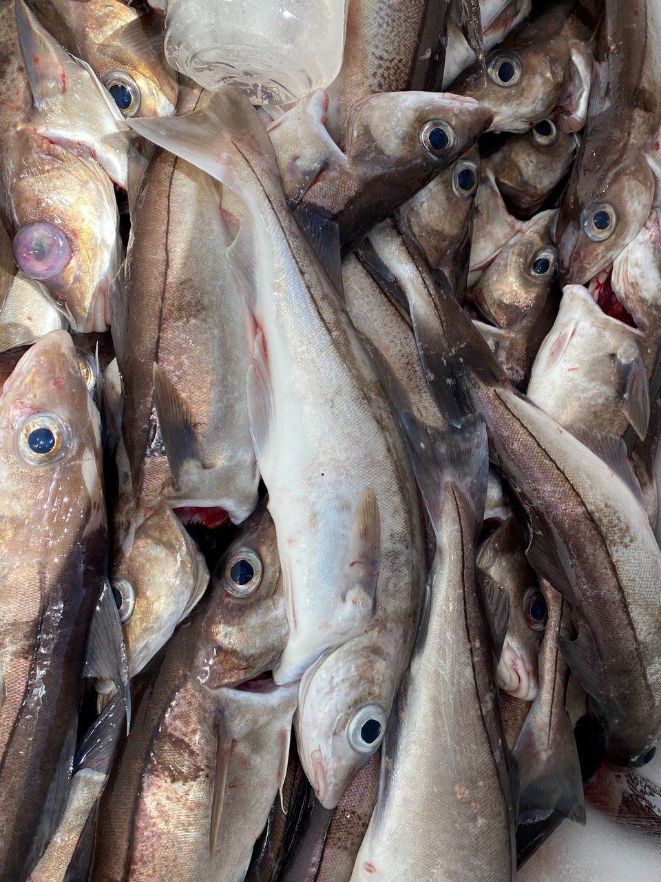 Pile of freshly caught haddock