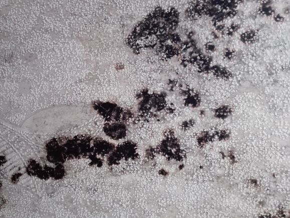 Mold test on kitchen. Sample taken at around 26C/ 68% humidity. This is day  3 of incubation. Is this black mold?? : r/microbiology