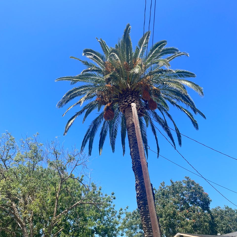 Safely pruning overgrown tree limbs away from residential power lines in Davis CA