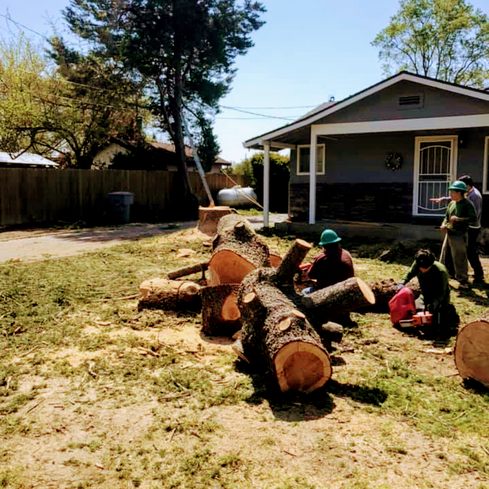 tree removal service sacramento