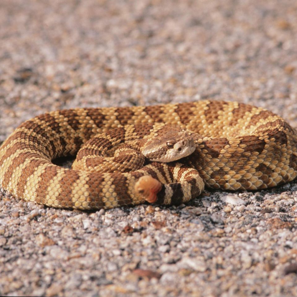 Chuckgraham westernpacificrattlesnake img08220121211 21832 1lhlmtq 0