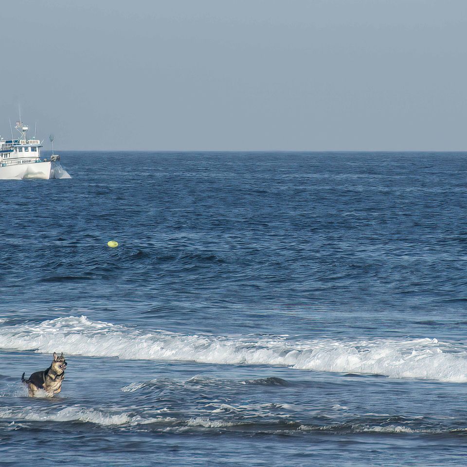 Canine beach frisbee(1)