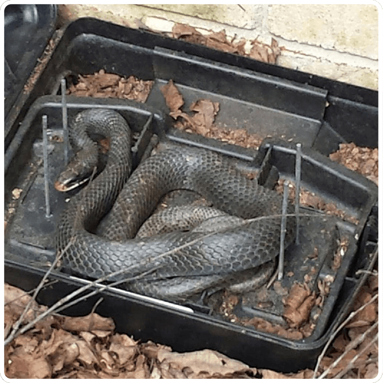 Wildlife snake