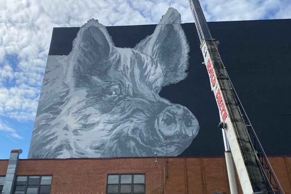 Ginger mural ear install photo 5