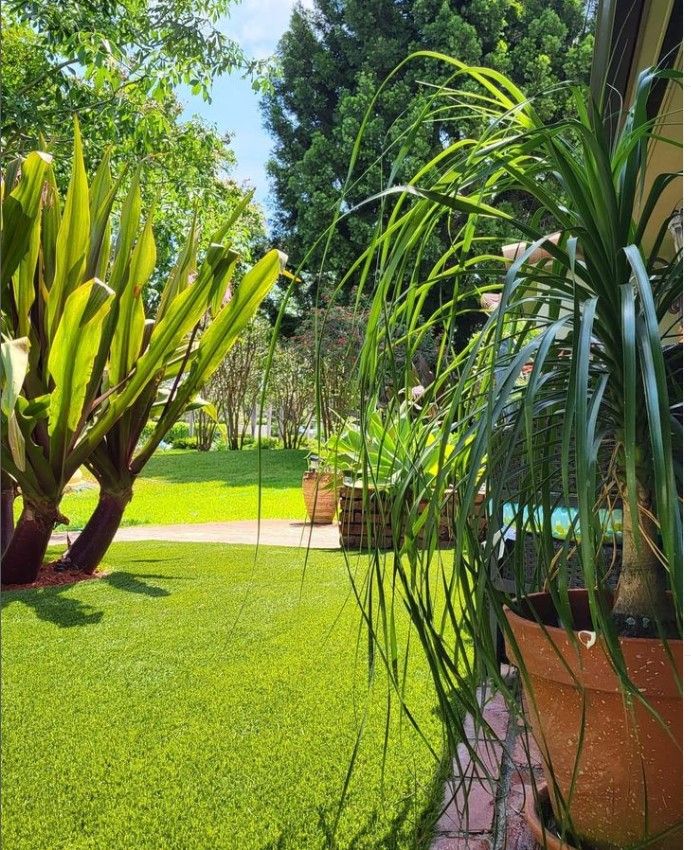 Landscape plant 