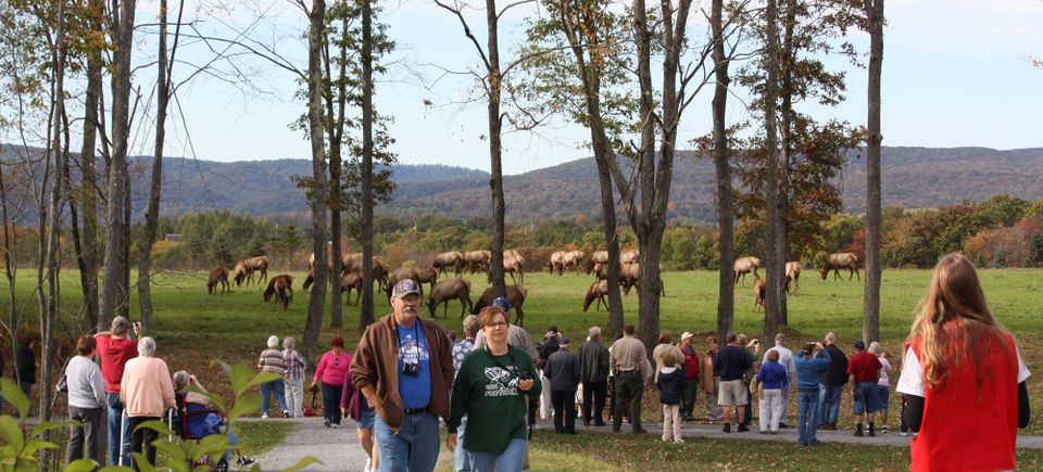 Elk watching in Benezette, PA