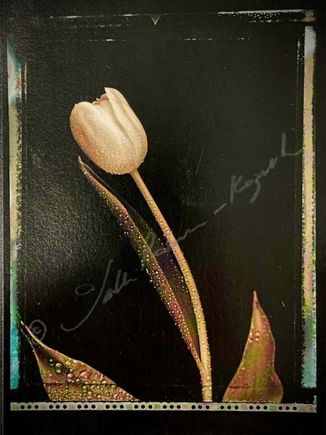 Tulip classic at night c print