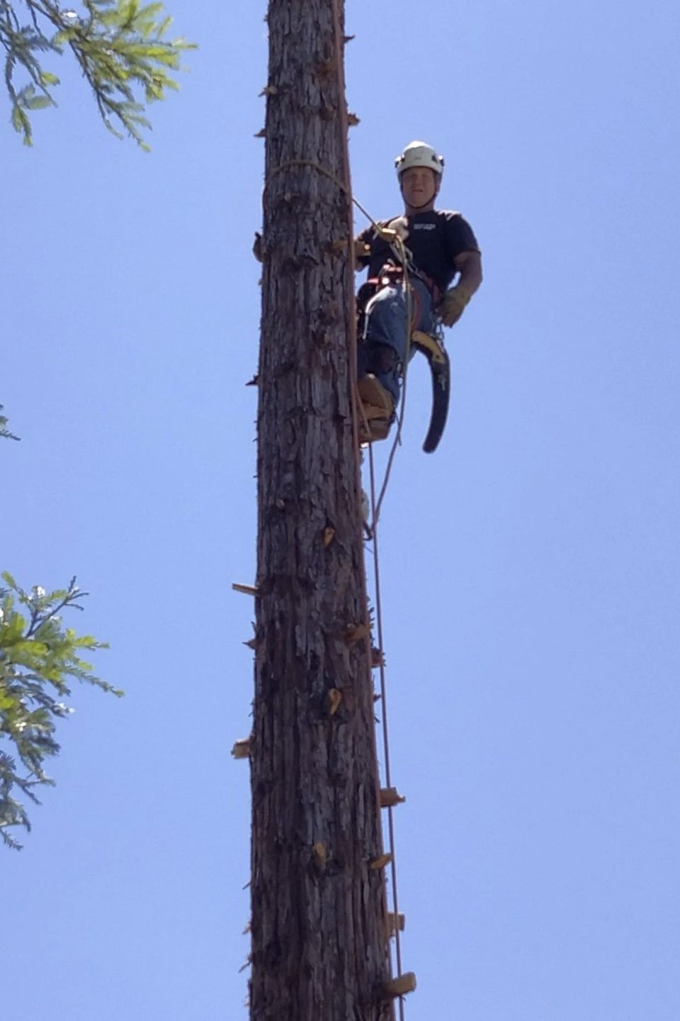 Above It All Tree Care employee performing aerial tree work on a safety line to dismantle a large residential tree safely.