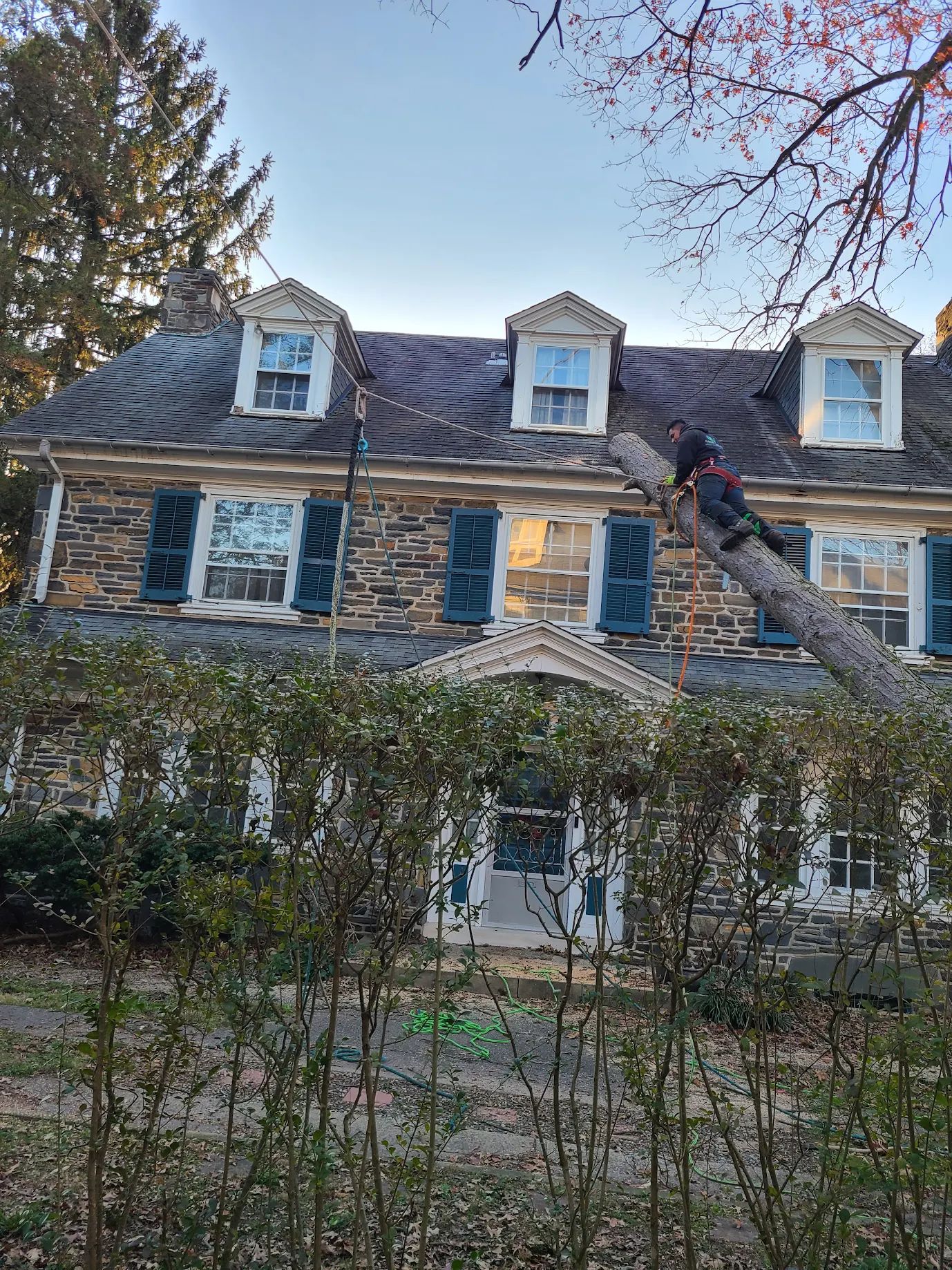 Professional stump grinding service in Upper Darby PA