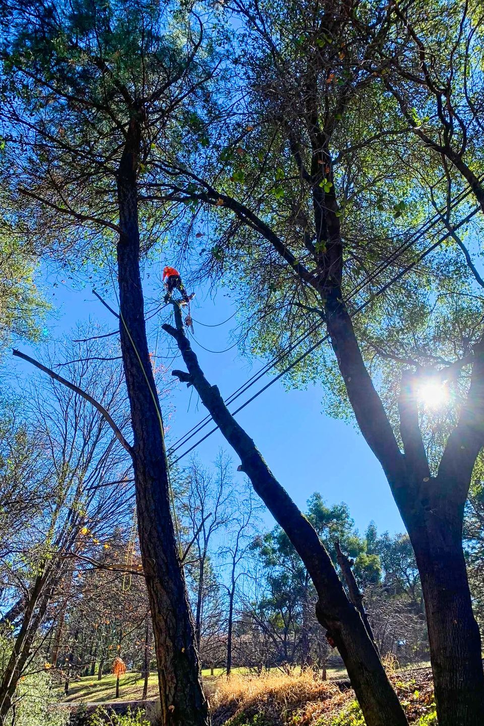 Alta Vista Landscaping & Tree Service arborist performing a professional high-climb tree removal, safely cutting and sectioning the top of a tree trunk using precision rigging in a residential backyard