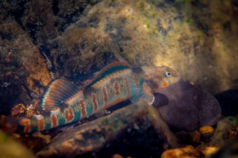 Candy darter ryan hagerty usfws.jpg