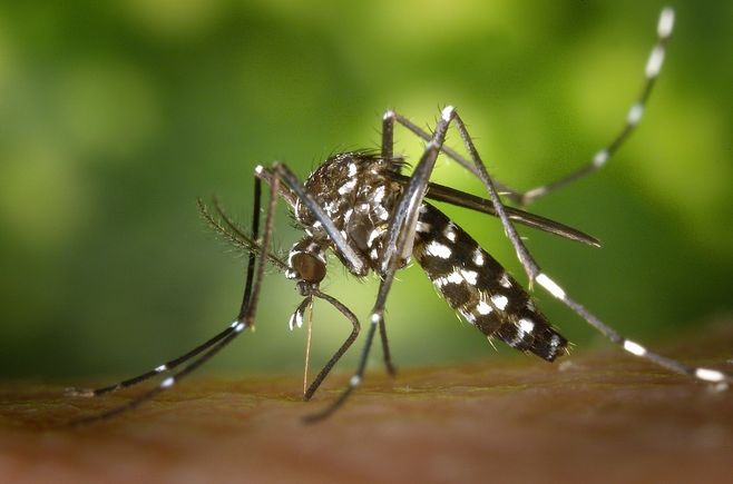 Tiger mosquito 49141 960 72020180118 19271 8soup6