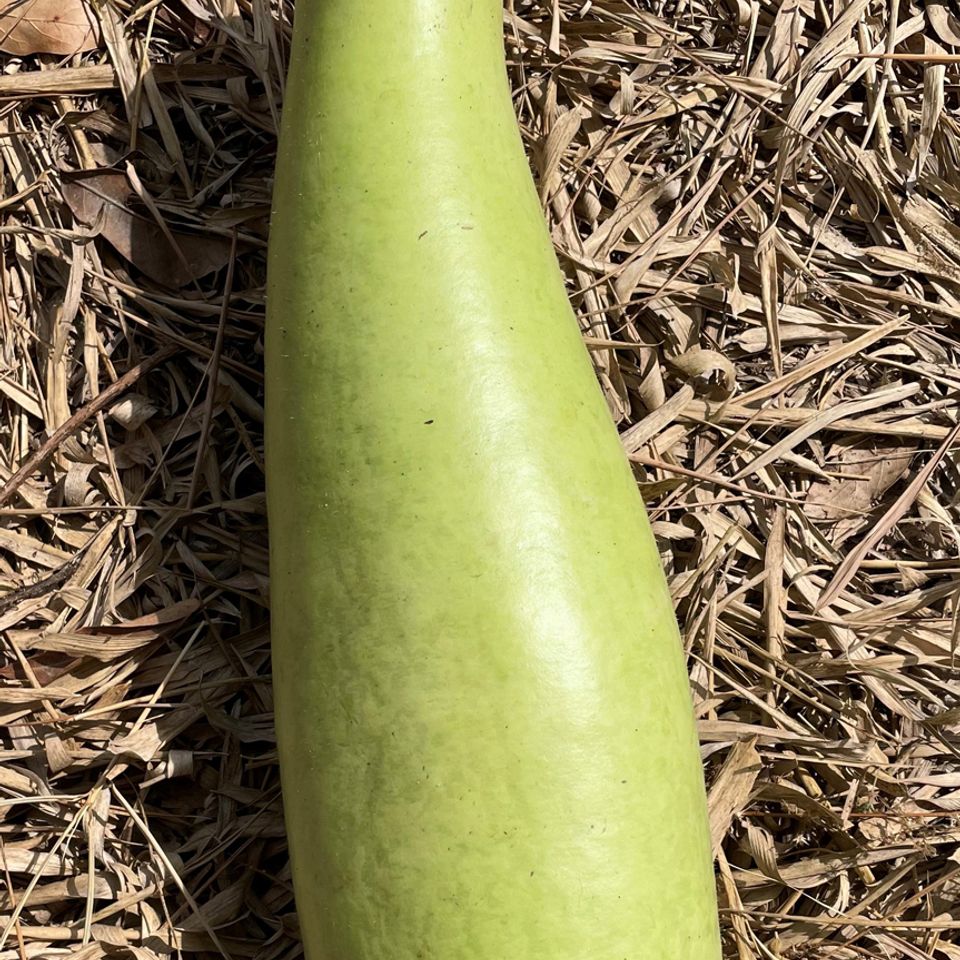 Bottle gourd small