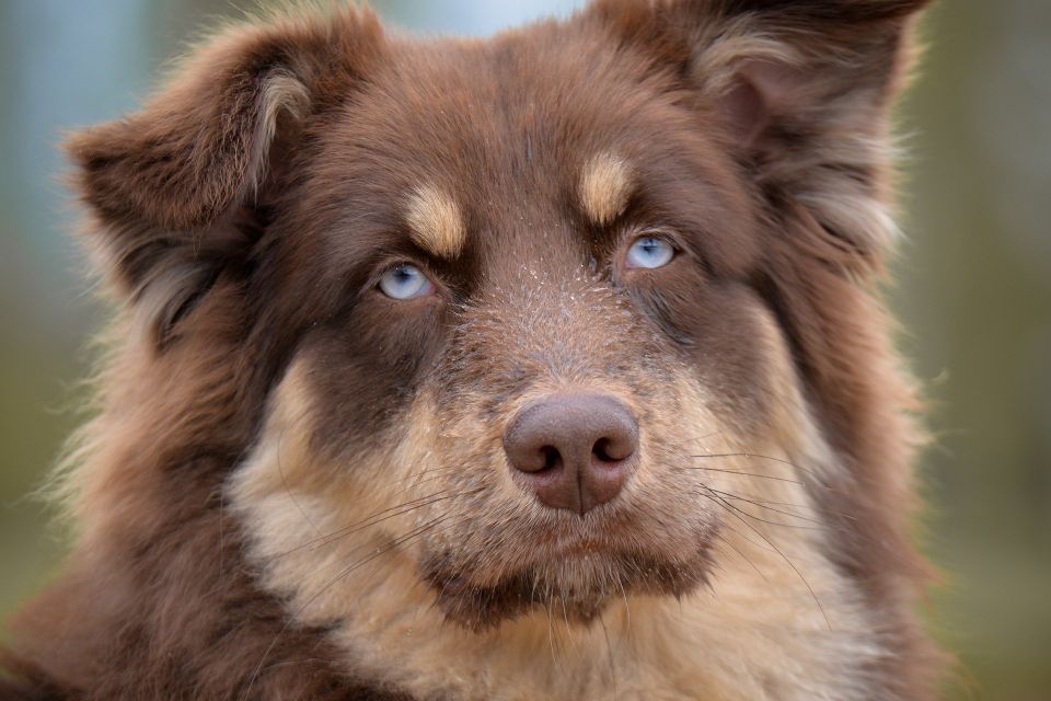 Trained dog showcasing mature behavior in Houston