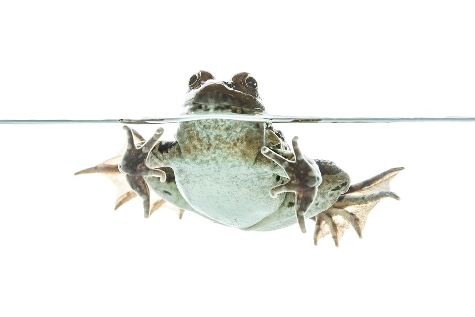 Prairie leopard frog sam stukel 2018 1