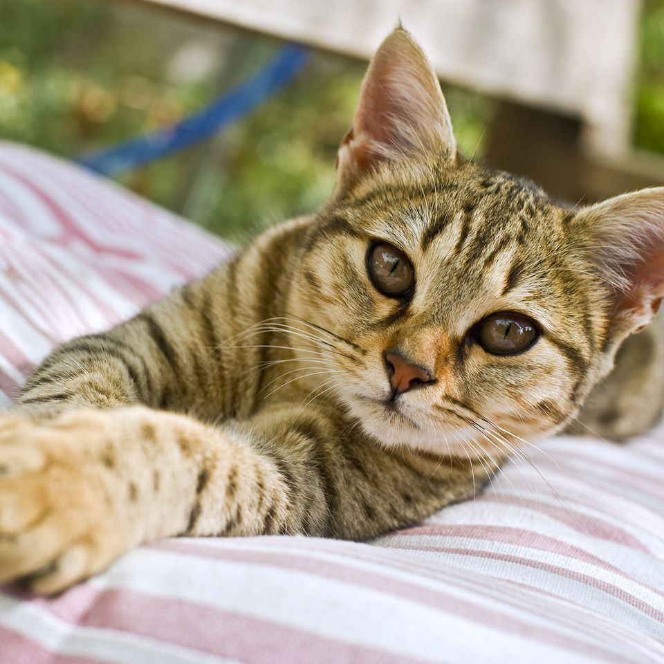 Cat20170921 20542 1xgrteu