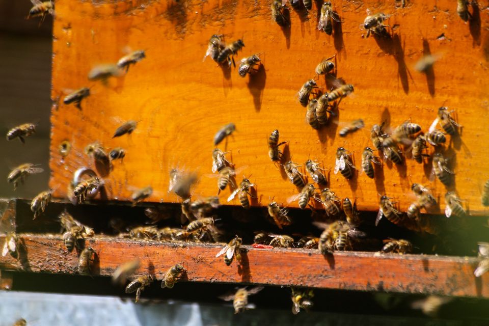 Bees gfebb1fadc 1920