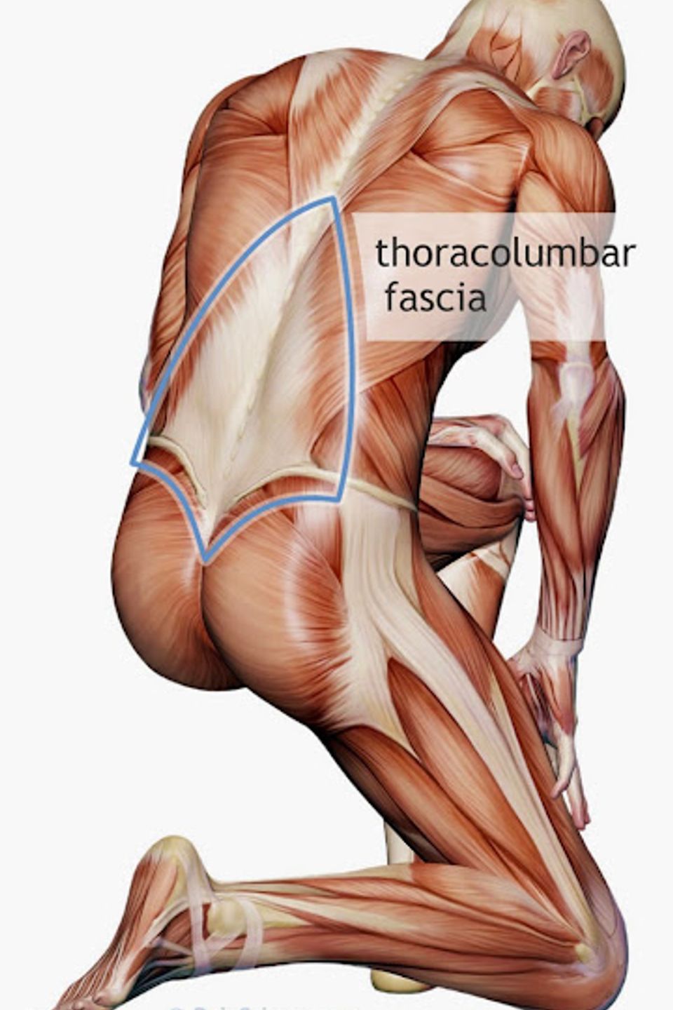 Thoracolumbar fascia xl