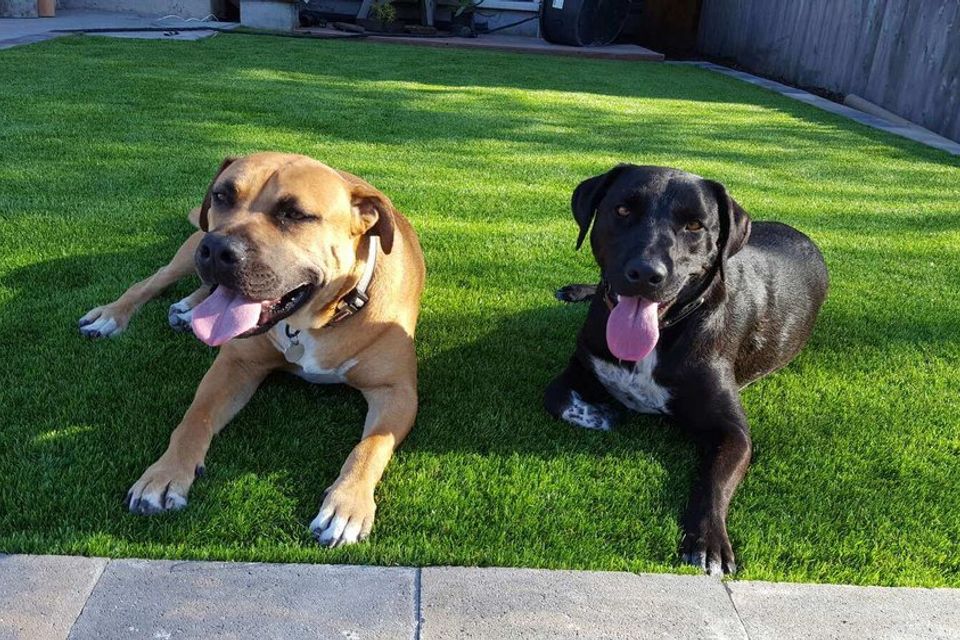 best artificial grass installers roseville rocklin ca