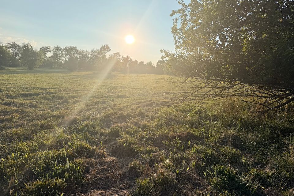 Went 72 16 open field sun set large boisd'arc at right