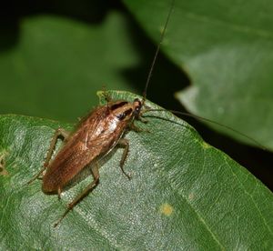 Cockroach 1572632 960 72020180118 6995 loqpfg
