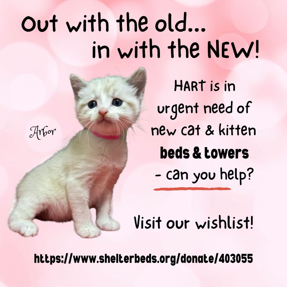 It’s kitten season!