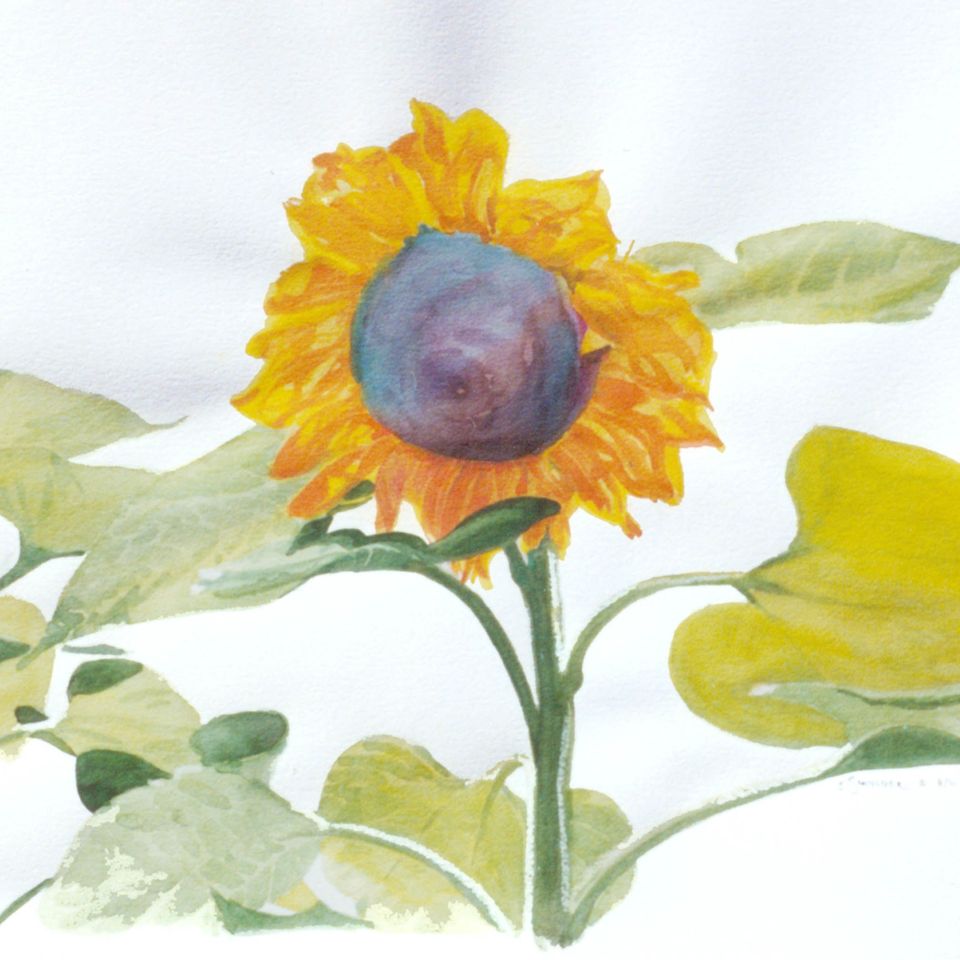 Sun follower lg