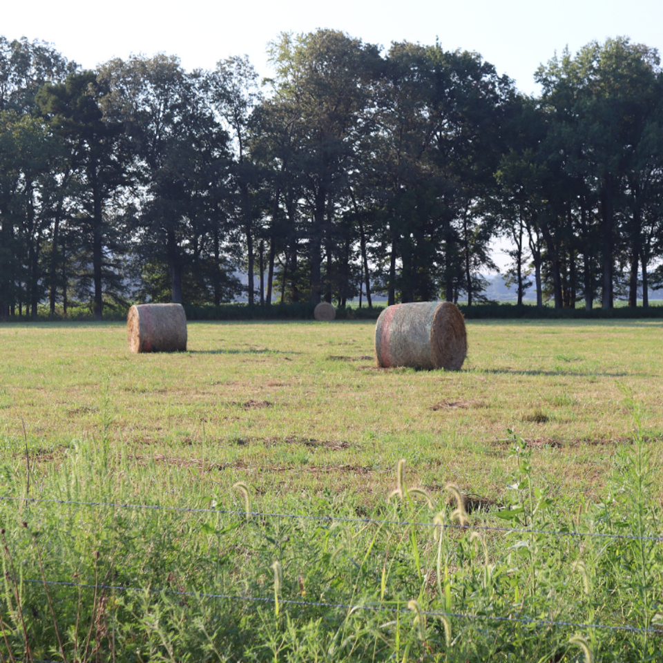 Hay freshly baled late summer