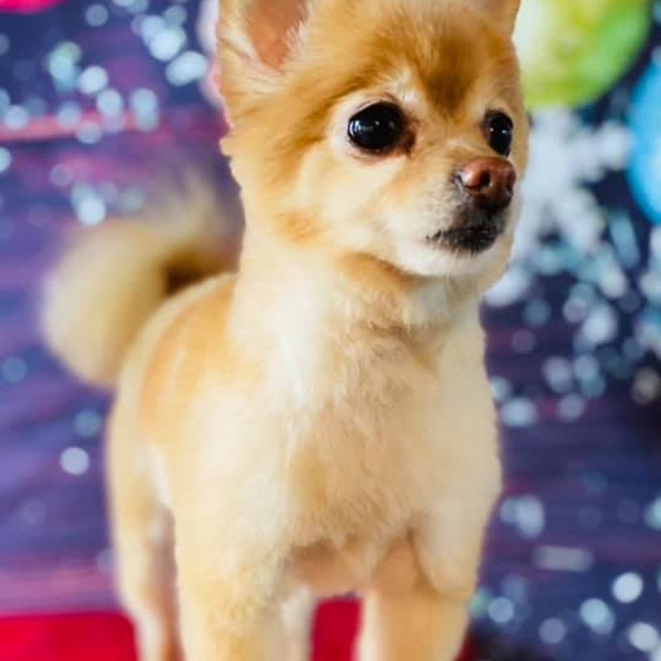 Small brown dog gets a christmas photo after being groomed