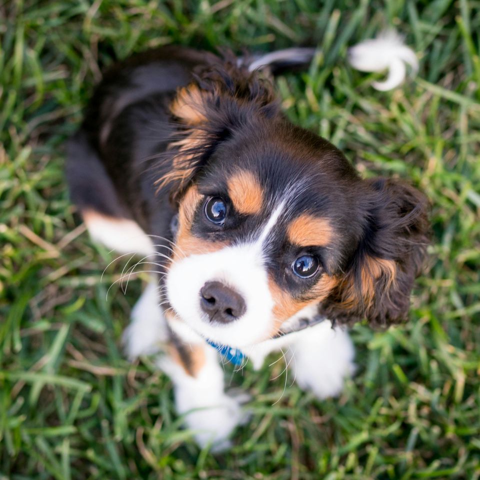 Austin kirk qzenflkkwt0 unsplash