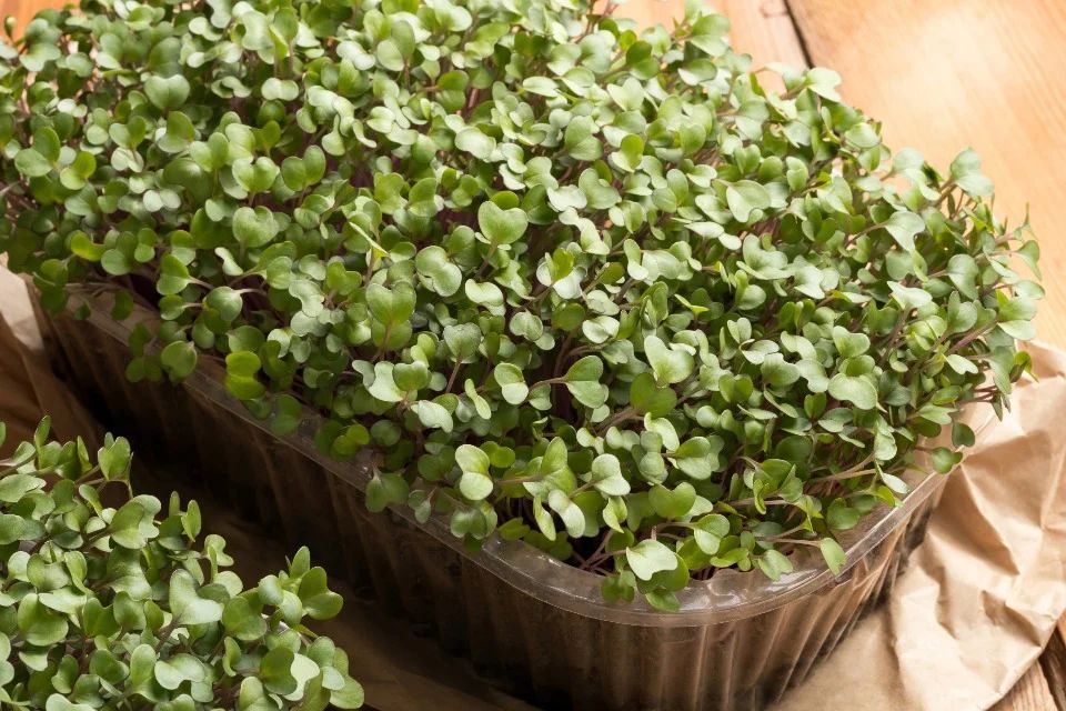 Easiest microgreens to grow 7