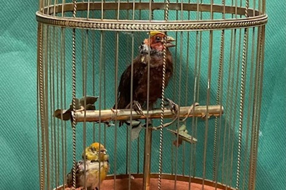 Birds in cage after