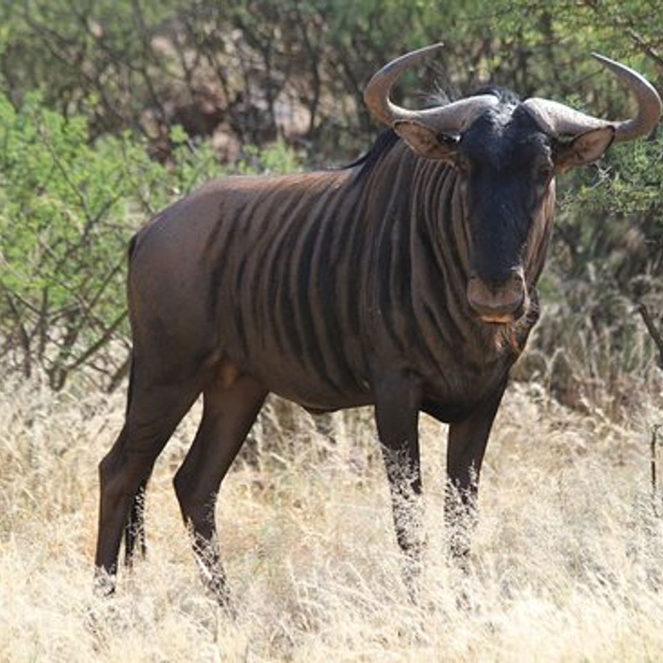 Wildebeest blue 1