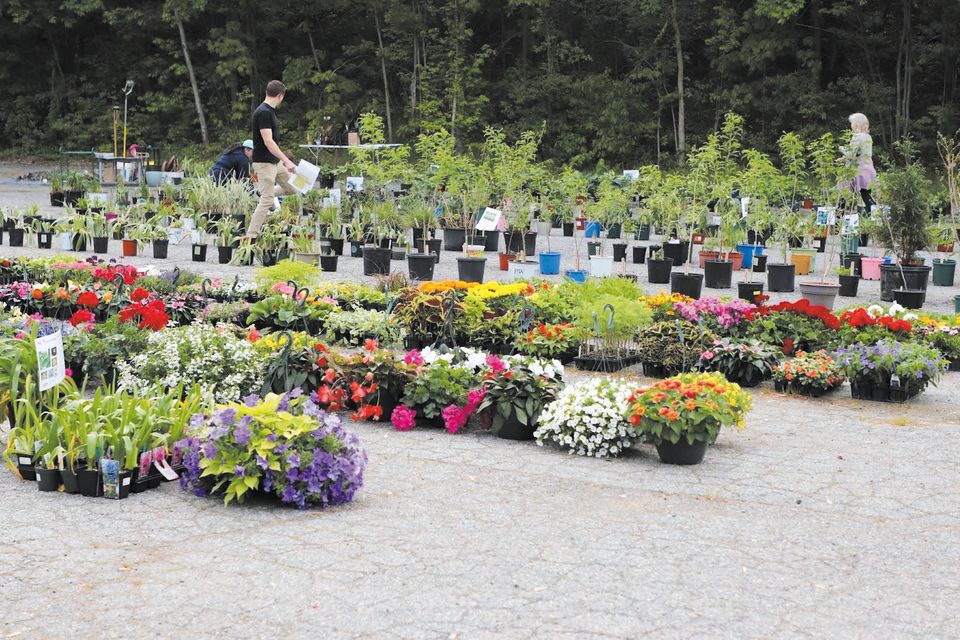 Mcg plant sale