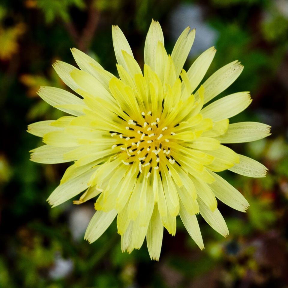 Rc fl yellow flower 1
