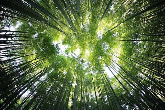Looking up at a tree canopy 