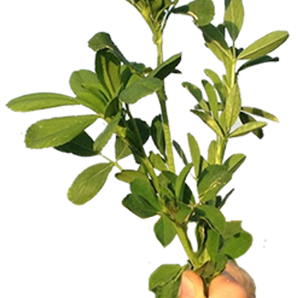 Alfalfa seed from Eastern Colorado Seed