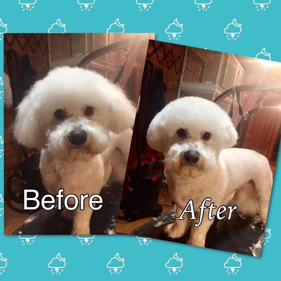 Corrective bichon grooming! before and after
