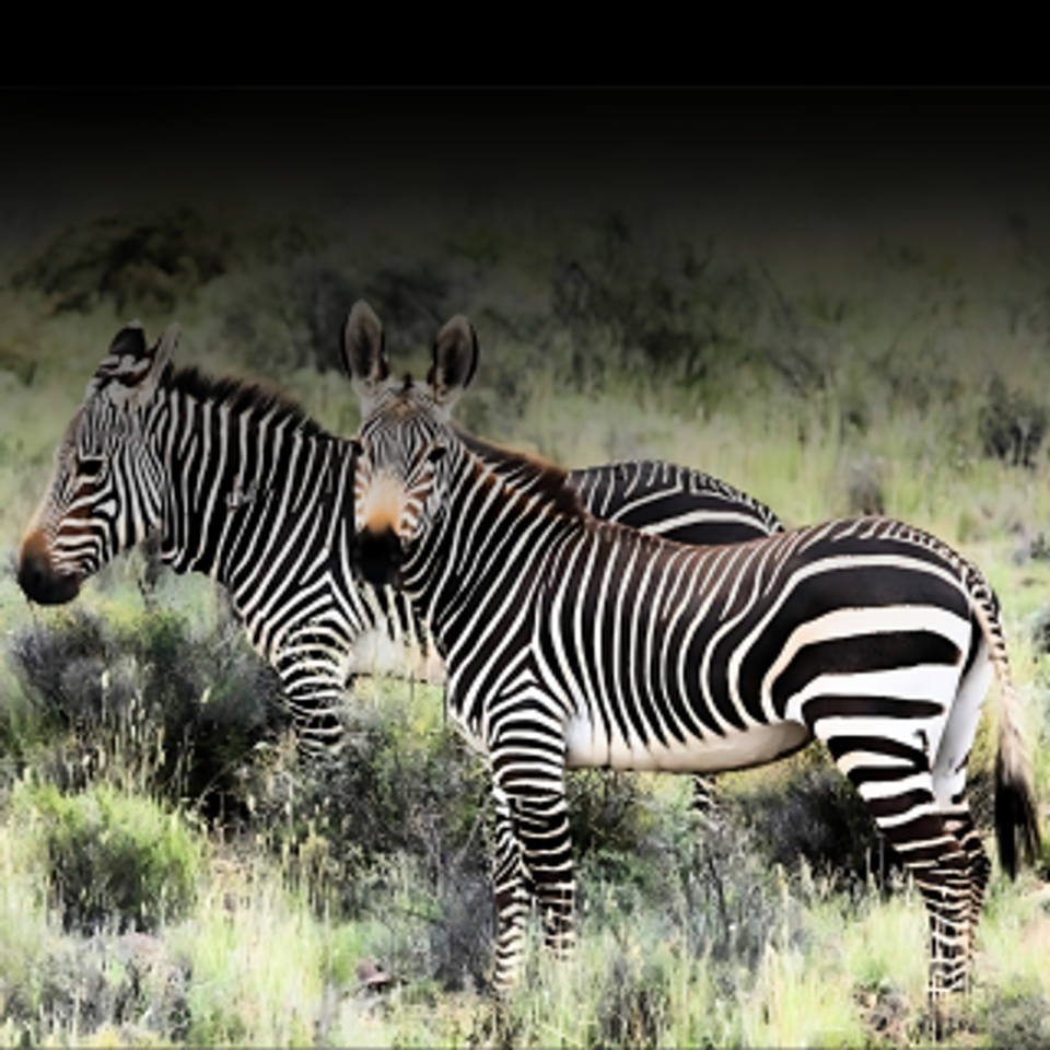 Hartmann's zebra