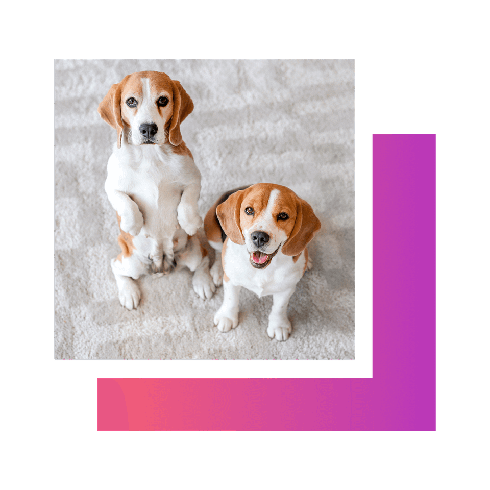 Doggos