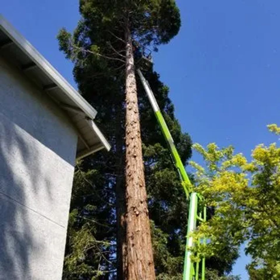 Lyons Tree Service technicians utilizing OSHA-compliant rigging and safety lines for a controlled hazardous tree removal in Roseville, CA, ensuring zero-impact property protection.
