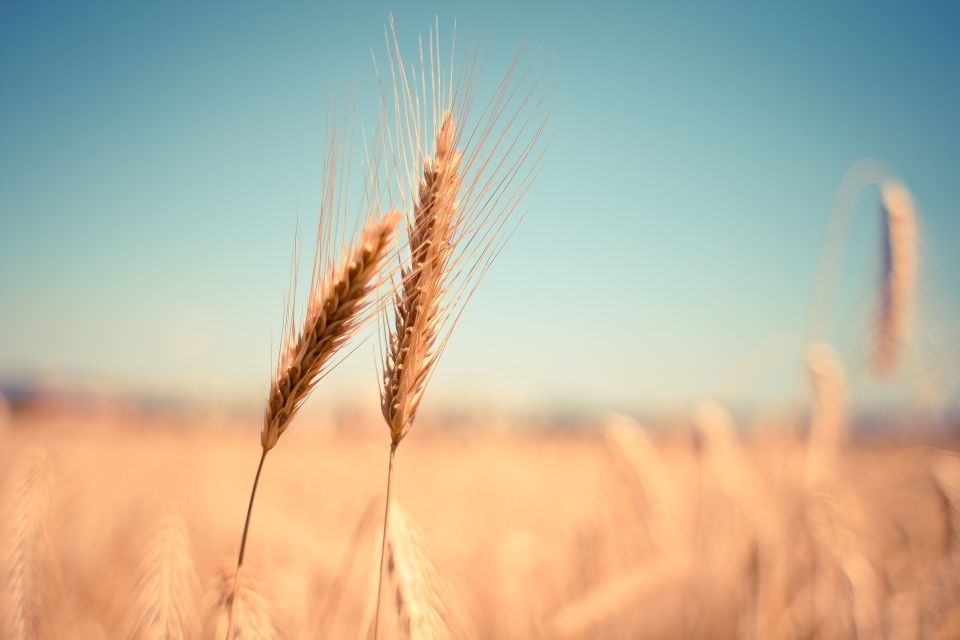 Wheat 5ee6d0424f 1920