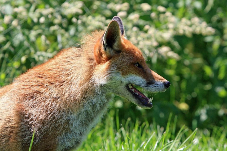 Fox g7f7345436 1920