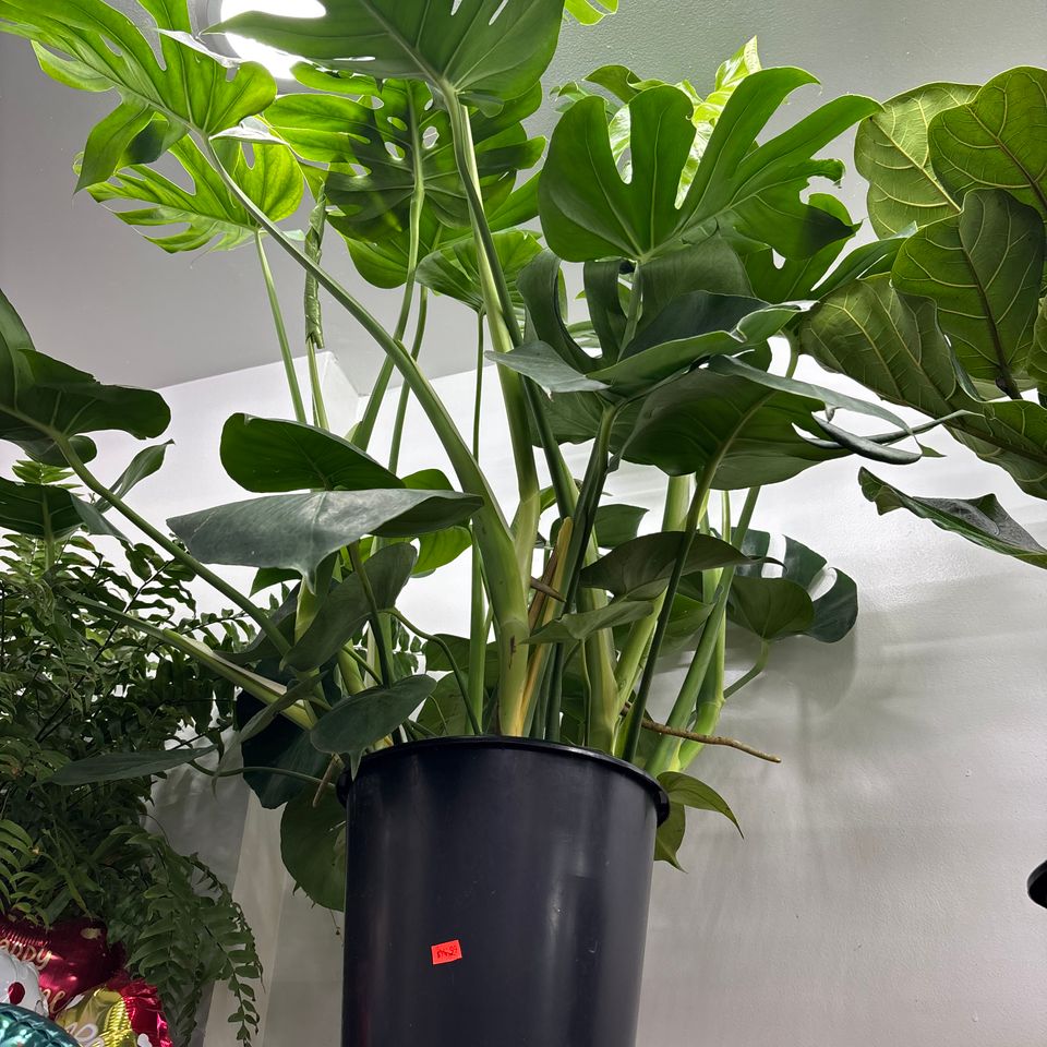 79832271205  c2840ffc 914c 4a0d 88b0 dd174b16bf46