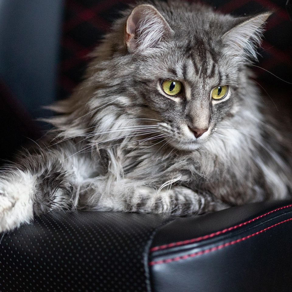 Maine coon g9adca9284 1920
