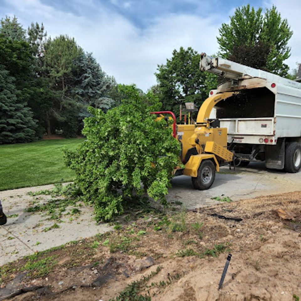 Pruning trees removal